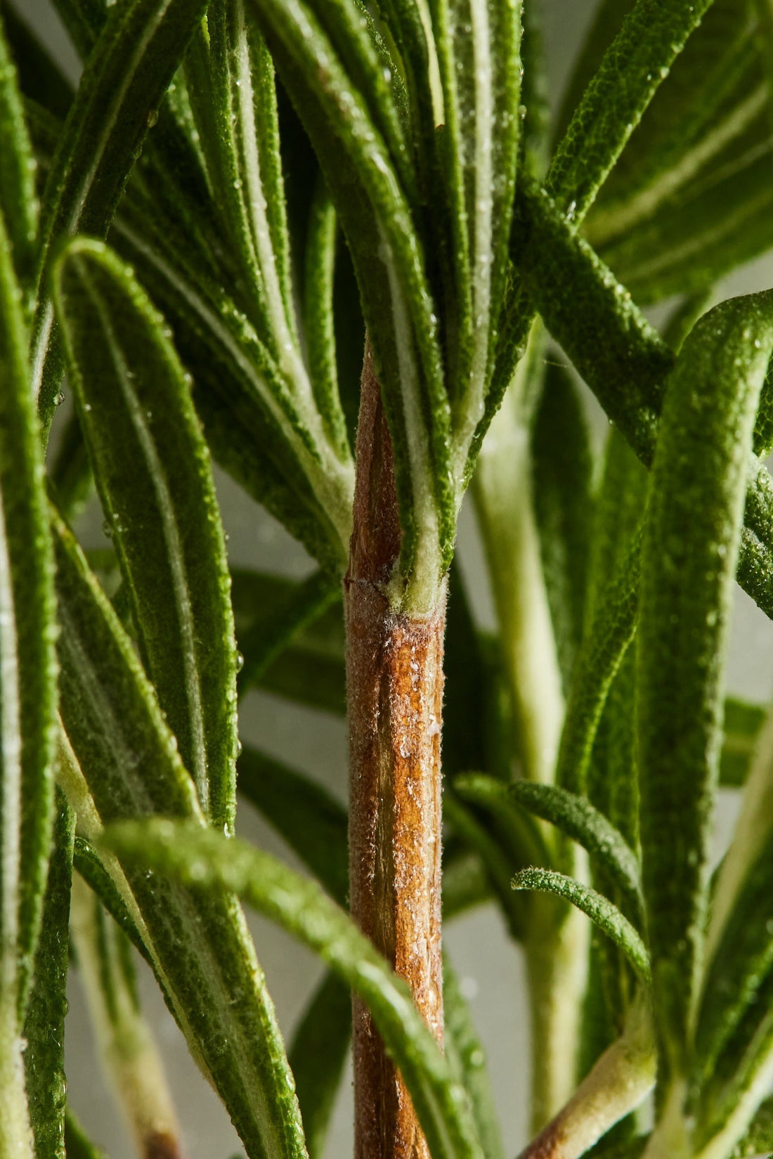 Close up photo of rosemary