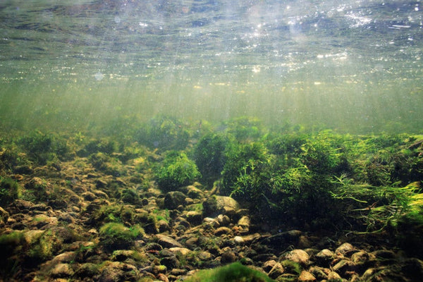 Algae Extract: Why This Strange Ingredient is Good for Scalp Health