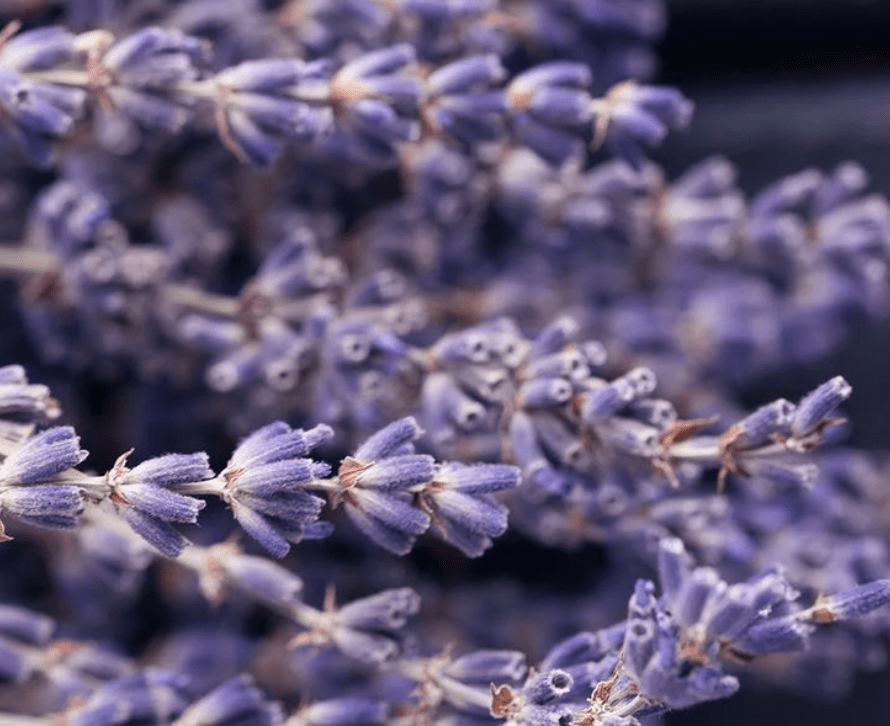 Photo of lavender flowers