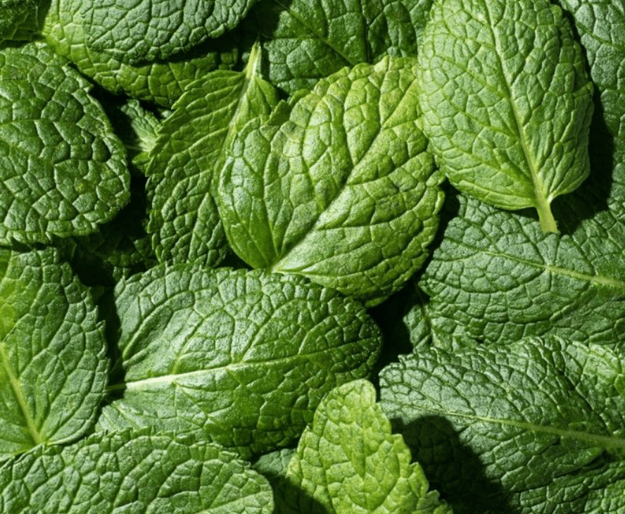 Image of spearmint leaves