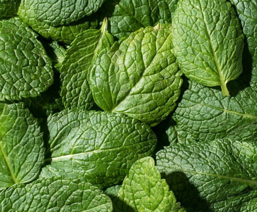 Spearmint: good for your breath, but what about hair?